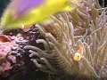 Clownvisjes (Ouwehands Dierenpark)