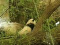 Baby Panda Fu Long / Gl�ckliche Drache