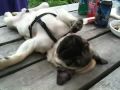 Sleepy Puglet