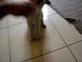 Nacho the Smooth Fox Terrier