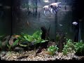 AQUARIO DO BRUNO: TROPICAL PLANTADO DE ACARÁS BANDEIRA, MARMORATO E PALHAÇO 