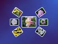 Spring Flowers
