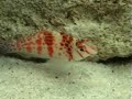 Cirrhitichthys falco