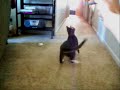 Pippy, the Confused Kitty Pippy, the Confused Kitty