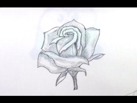 how to draw rose step by step