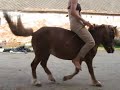 Amazonka Pája a Fricek divoký pony...