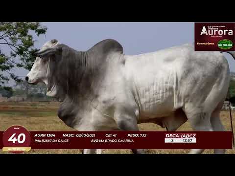 4� De Olho na Fazenda - NELORE AURORA participa��o Chico Paulic�ia