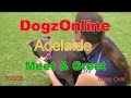 DogzOnline Meet & Greet