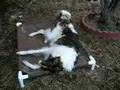 Borzoi video