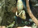 Veiled Chameleon - Done Haning Around Veiled Chameleon - Done Haning Around