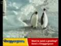 pinguini