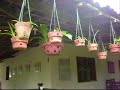 Elas chegaram de mansinho e invadiram a casa toda. Por isso iniciamos a construção do orquidário. Veja as fotos no álbum CONSTRUINDO O ORQUIDÁRIO.