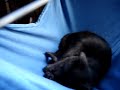 The \"Aliens\" Get a Hammock