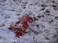Baxter the German Shorthair Opens His 2007 Christmas Gift
