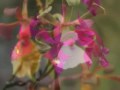 algunas orquideas que he podido fotografiar en diversos viajes por el estado Bolivar, Venezuela