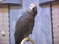 This is several clips of Einstein practicing her words on the shower ledge and on her perch in the kitchen.  This is what we hear across the house when we're out of the room.  See more of Einstein's videos on her website: http://www.einsteinparrot.com (This is not the famous 