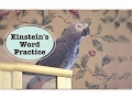Einstein's Word Practice