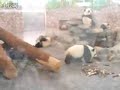 Panda distracts zoo worker to escape