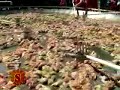 PAELLA GIGANTE EN VILLA GESELL
