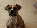 Layka Boxer Caninus