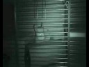 Chinchilla - Pink White und Standart - Teil 2 Chinchilla - Pink White und Standart - Teil 2