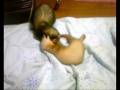 videos de Ferrets after bath! / Furões após o banho!