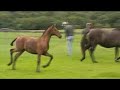 Lusitano Mare - Silueta