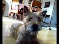My Cairn Terriers vol. 2 My Cairn Terriers vol. 2