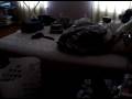 videos de Howling Ridgeback