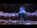 Whatever Happened to Bubo, the Golden Owl?