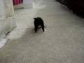 videos de Mawlch Taff playing - part 3