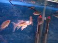 Flake feeding baby fish