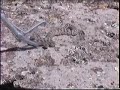 oregon rattlesnakes.wmv