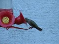 Female hummingbirds