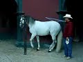 caballo bailador