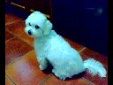 NoAh