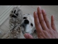 Click here to watch this video あーちゃんの日常 ～お散歩いく人タッチ編～ アメコ