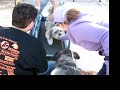 Fluffy dog and family enjoy dog treadmill