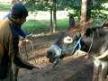 videos de Philmont 716D1 July 18 2008 Morning time with the burro at Head of Dean.MOV