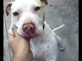 pit-bull-titan-the-war-tank.html