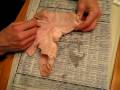 Pig Stomach Dissection