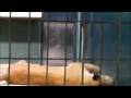 videos de Leoni in gabbia
