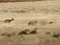 antelope antelope