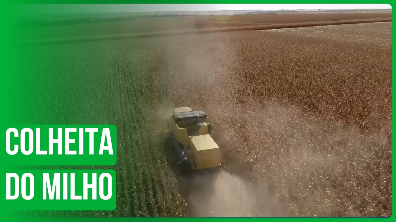 Preparativos para colheita do milho