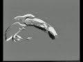 Wirst Trick (1965, Paul Sharits)