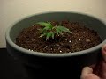 My Home Marijuana Growing Indoors part 1