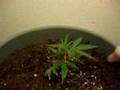 My Home Marijuana Growing Indoors part 1