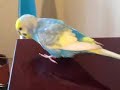 Should my tweeter sound like this? Should my tweeter sound like this?