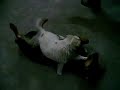 Bataie, joaca intre caini( dog fight, game and play ) Bataie, joaca intre caini( dog fight, game and play )