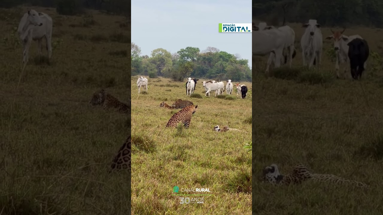 Gado fica frente a frente com quatro onças no Pantanal (MS)
